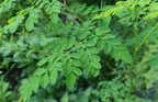 Benefits of Moringa in human health thumbnail