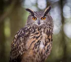 The Eurosian Eagle Owl (Bubo bubo) thumbnail