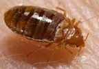 Bed bug(Cimex lectularius Linnaeus) thumbnail