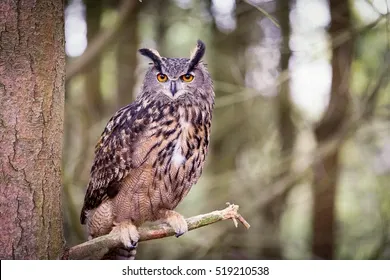 eurasian-eagleowl-260nw-519210538.webp